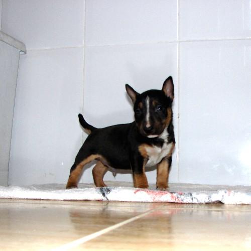 busco bull terrier mini o standar