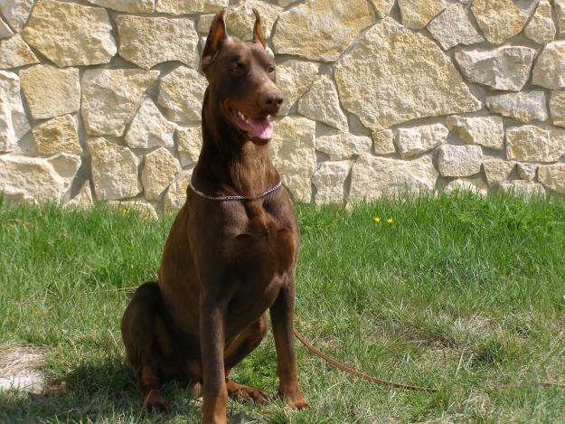 camada dobermann