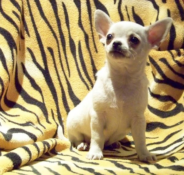 CHIHUAHUA BLANCO