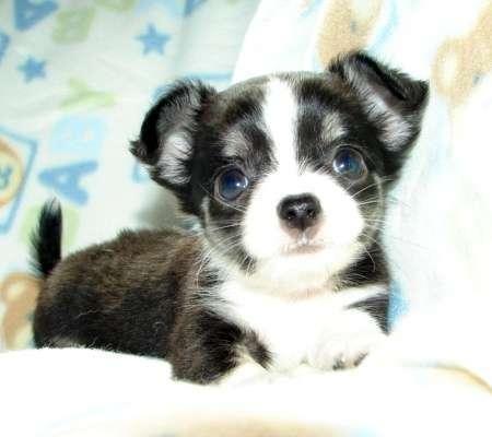 Chihuahua cachorros