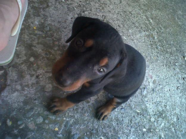 doberman cachorro con 30 dias