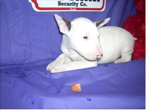 frente a este viejo terrier 11 semanas  bull terrier de toros