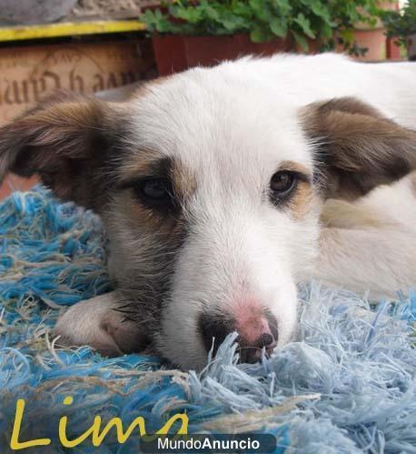 Lima cachorrita de 4 meses en la calle desde que nacio