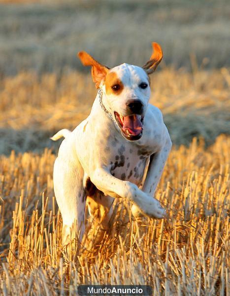 POINTER CACHORROS LINEAS INGLESAS