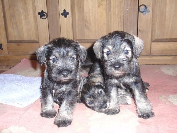 Preciosos schnauzer miniatura sal y pimienta