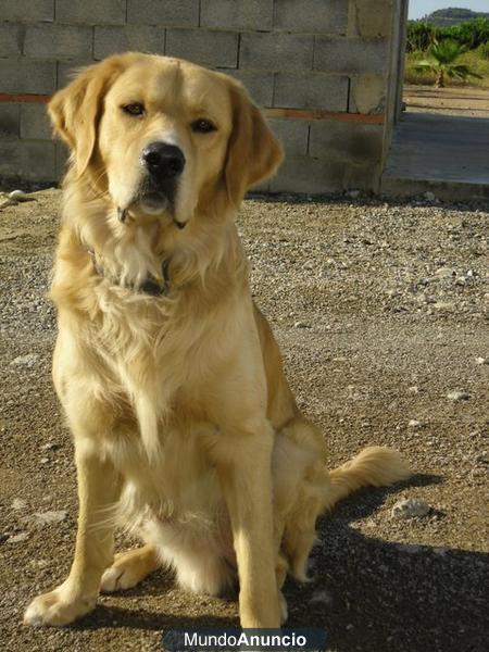 Vendo cachorros de Labrador-Golden Retriever