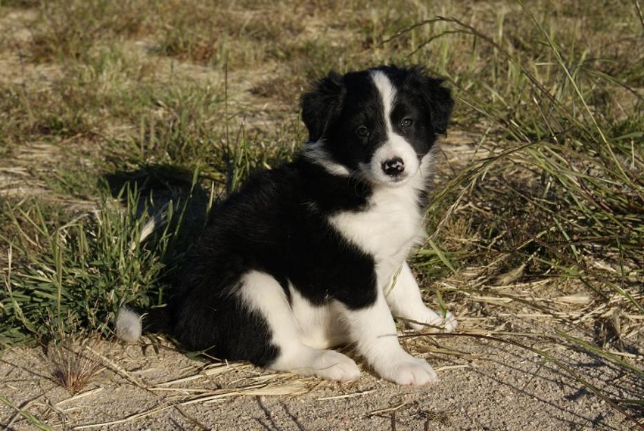 Border Collie cachorritos de raza y calidad