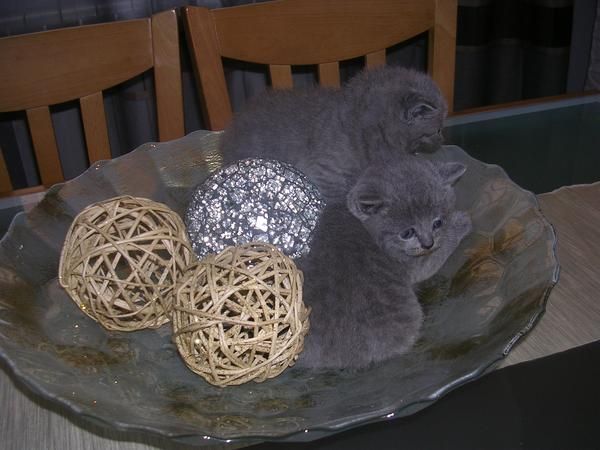 BRITISH SHORTHAIR AZULES