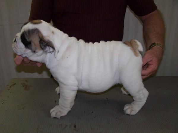 Bulldog Ingles, excelente pedigree