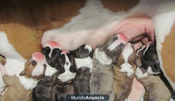 cachorros american stanford