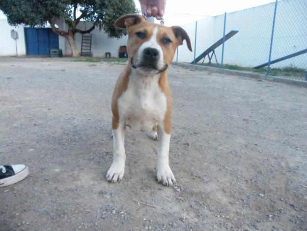 Cachorros de American Staffordshire terrier