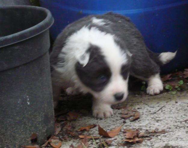 cachorros de Border Collie libres de cea, cl y tns