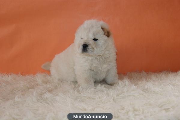 cachorros de chow chow para entregar con 2 meses