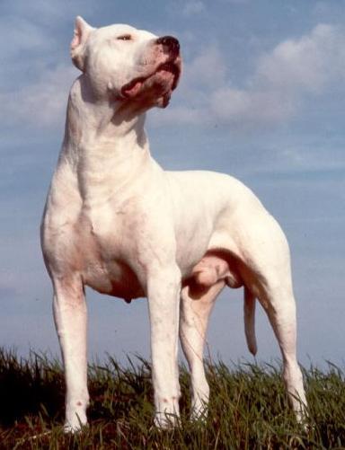 Cachorros de dogo argentino de raza