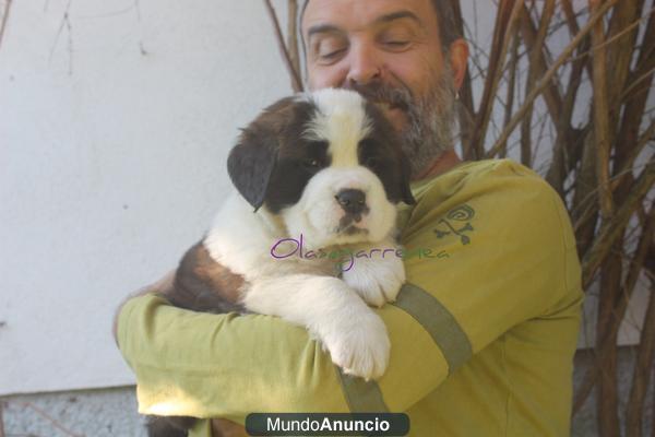 cachorros de san bernardo pelo corto y largo