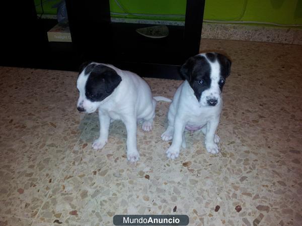 dos cachorros de bodegero 20 euros