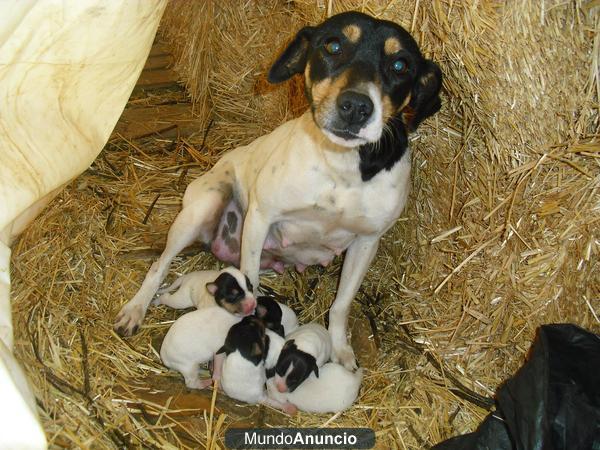 Excelente camada de Bodegueros ratoneros Andaluz