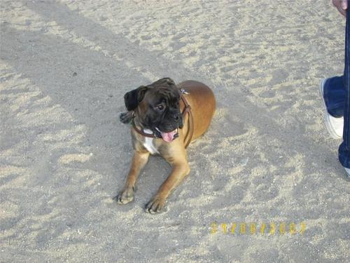 Hembras de boxer para montas