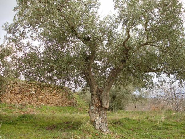 Olivos Centenarios