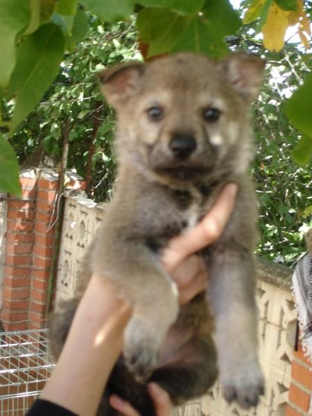 ultimo cachorro de lobo checoslovaco