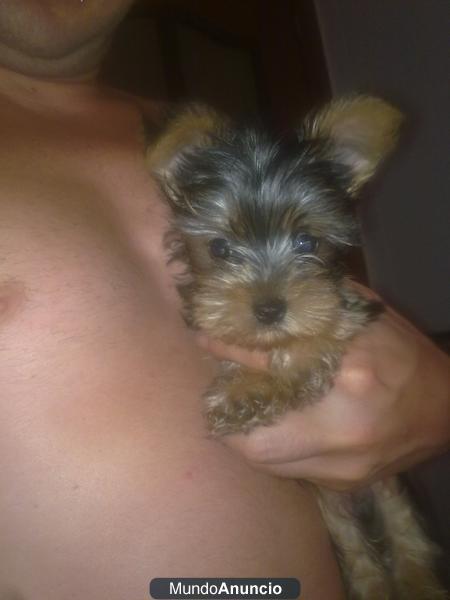 Vendo cachorrito de yorshike terrier