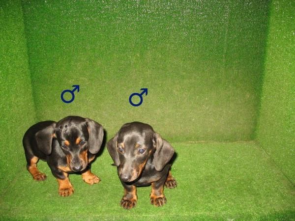 EXCELENTES CACHORROS TECKEL MINI NEGRO FUEGO 190