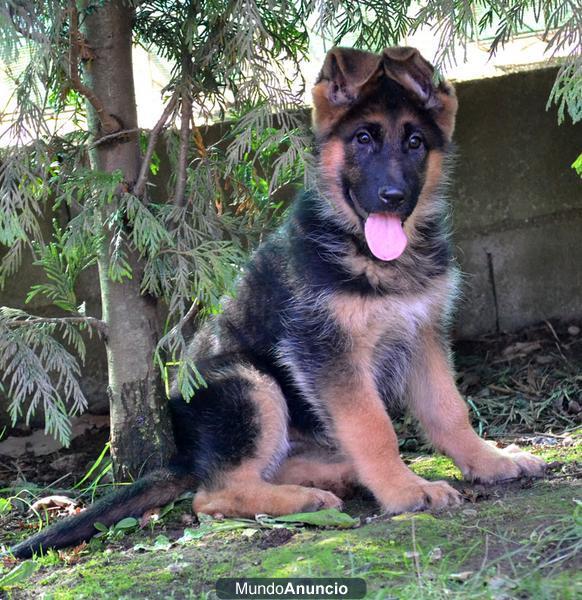 Excepcionales cachorras pastor aleman