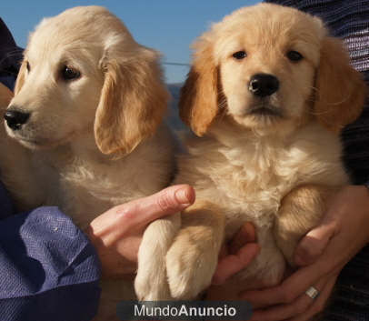 Golden, 5 años de garantias