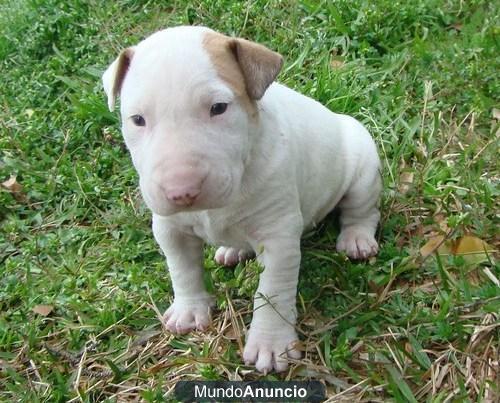 Impresionantes cachorritos de bullterrier