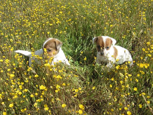 Jacks Russells camada de cachorros bicolores.