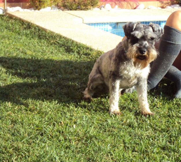 Ofrezco macho schnauzer con pedigre sal y pimienta para montar.