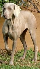 Weimaraners nacidos el 18-12-12. inscritos en LOE. Excelente camada