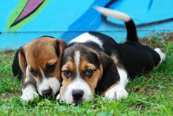 ¡Cachorros de Beagle, muy buen precio!