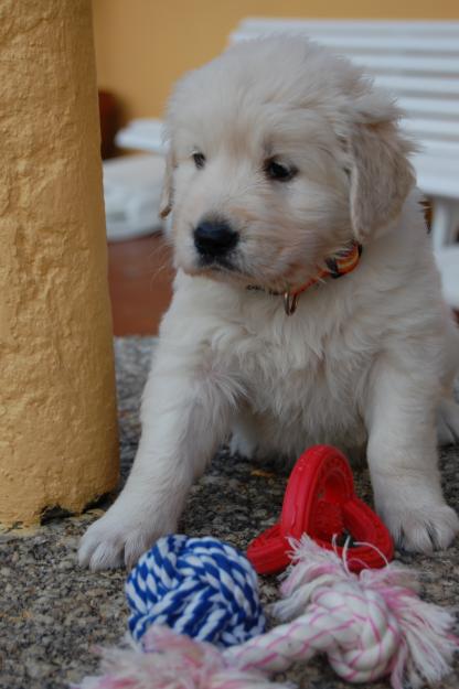 3 preciosas hembras golden retriever con pedigree - Ferrol