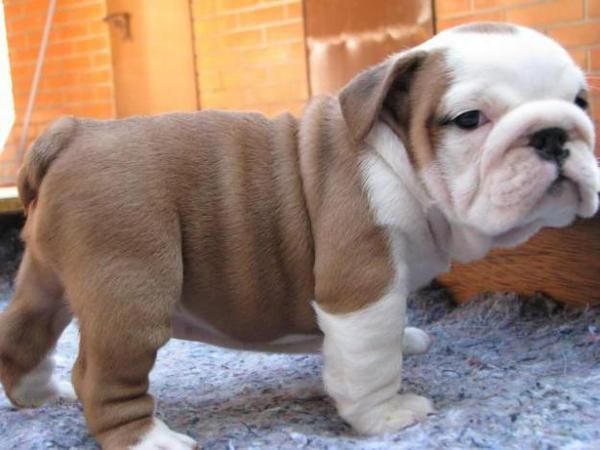 Bien entrenado cachorro bulldog Inglés