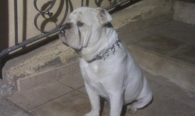 Bulldog Ingles Blanco para montas en Almeria