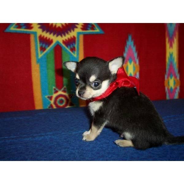 chihuahua para su aprobación