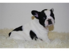 excelentes cachorros de bulldog frances,preciosos,490 - mejor precio | unprecio.es