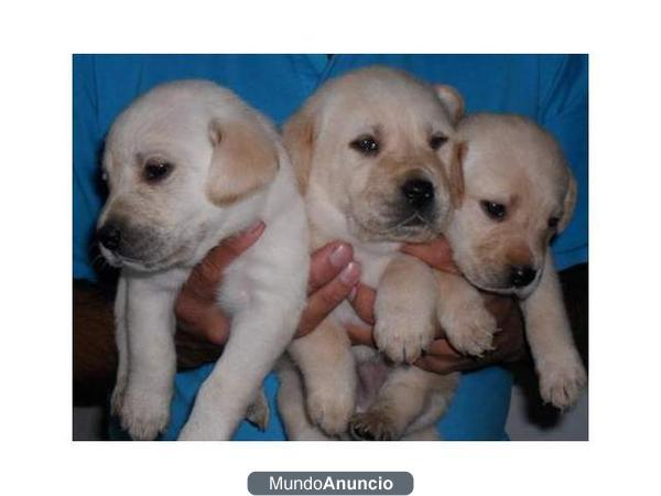 impresionante camada de labrador con calidad y buen precio