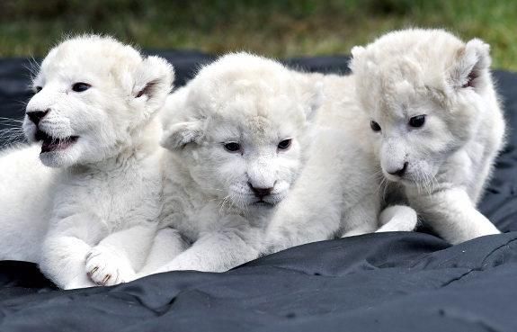 leones ya está listo para la venta.