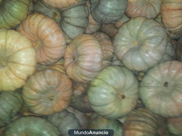 VENDO CALABAZAS REDONDAS