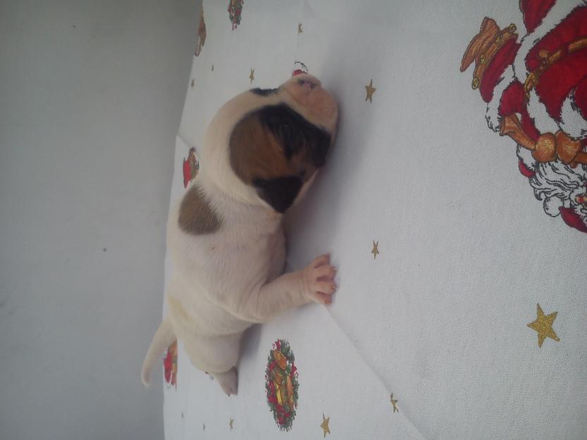 venta cachorros american bulldog