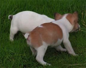 Boys chihuahua pelo largo 2 meses