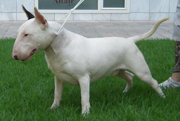 CACHORRO BULL TERRIER PROXIMA CAMADA