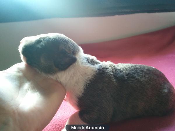 cachorros de bull terrier