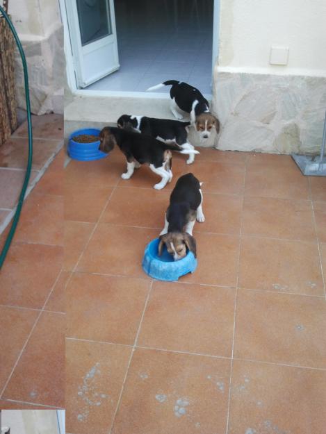 Camada de beagle con pedigree. 260€