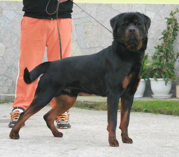 CAMADA DE ROTTWEILER NACIDA 28-08-2008