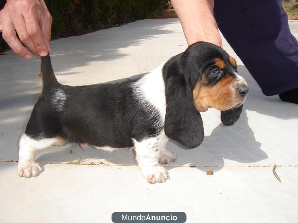 Camada tricolor de basset hound pedigree LOE. RSCE