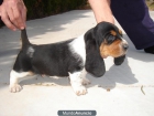 Camada tricolor de basset hound pedigree LOE. RSCE - mejor precio | unprecio.es