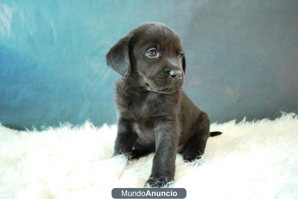 Disponemos de Labrador Retriever primera calidad